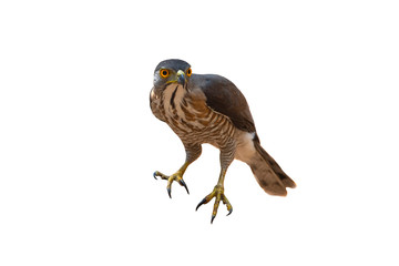 Crested goshawk isolated on white background