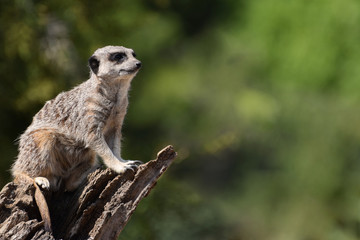 Fototapeta premium Meerkat on a tree stump