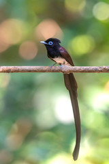 Japanese Paradise-flycatcher ,Beautiful long tail bird and rare