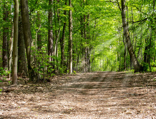 Obraz premium Sonnenstrahlen im am Morgen im Wald