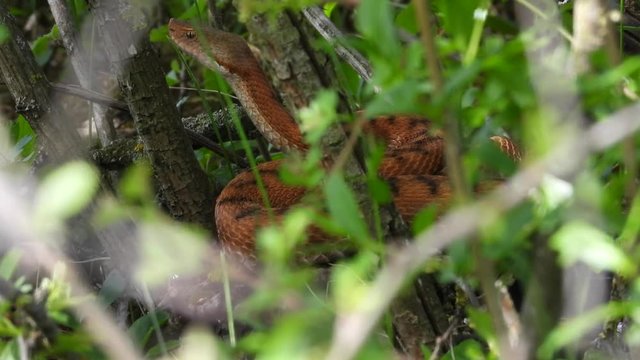 Aspisviper&nbsp;(Vipera aspis) im Elsass, Frankreich