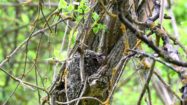 Long-tailed tit (Aegithalos caudatus) feeds its chicks in the nest