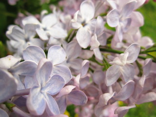 Lilac flowers
