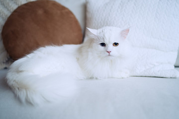 White cat with different eyes  lying on a sofa in living room