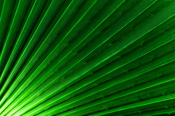 Green palm leaf close up. Abstract pattern green texture background