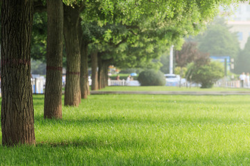 The green grass in the square
