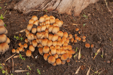 Forest mushrooms in the grass. Gathering mushrooms. Forest concept.