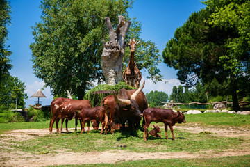 Fototapeta na wymiar the herd of brown Watusi Bulls and a giraffe