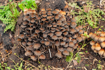 Forest mushrooms in the grass. Gathering mushrooms. Forest concept.
