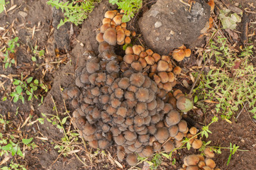 Forest mushrooms in the grass. Gathering mushrooms. Forest concept.