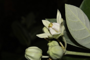 White Calotropis gigantea (crown flower) flower.