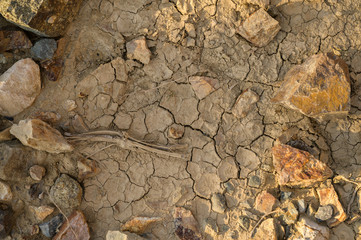 Mud (dried clay) as natural background.
