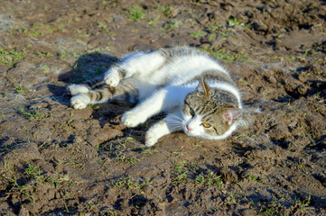 Fototapeta premium Weiß graue Katze im Schlamm liegend auf der Seite, Blick in die Kamera, Regenwetter