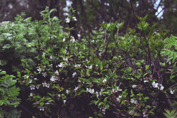 wild cherry blossom