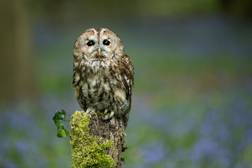 Tawny Owl perched on a post with bluebell wood in the background.  