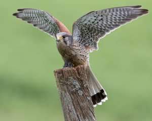 MaleKestrel perched on a post mantling his prey.  