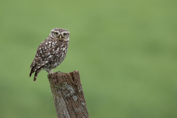 Little owl perched on a posy with a green background.  