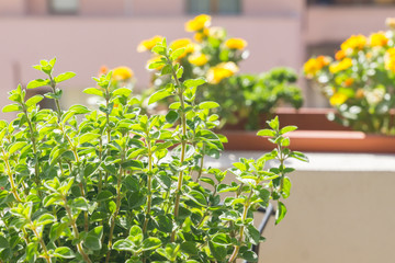 Organic heirloom fresh Mediterranean oregano plant growing in pot on the balcony on a sunny spring day. Calendula blooming on the background. Edible herbs, flowers and vegetables for urban gardening.