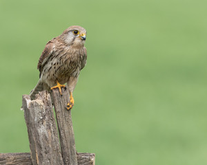 Female Kestrel perched on a post with a green background.  