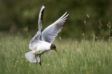 Black headed Gull flying over grassy field.  