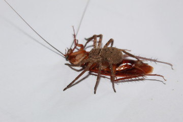 spider eating an Cockroach, India