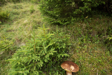 mushroom in the moss in the mountains
