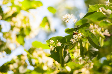 The bee sits on the flowers of a linden tree that blooms and collects honey