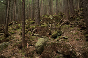 Beautiful rocky path in pine forest