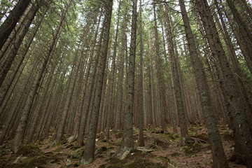 trees in the forest. Beautiful rocky path in pine forest