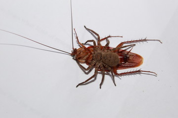 spider eating an Cockroach, India