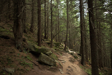 Beautiful rocky path in pine forest