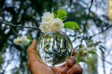 A hand holding a crystal ball for optical illusion. Known as an orbuculum, is a crystal or glass ball and common fortune telling object. Performance of clairvoyance and scrying