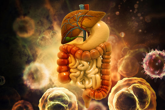 Human lungs on scientific background