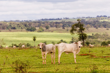 Naklejka na ściany i meble Herd of Nelore cattle in breeding for fattening. Livestock of Brazil and economy
