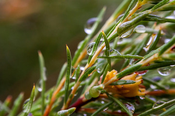 Plants fresh after the rain.