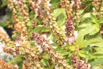 Cinnamon basil or Mexican spice basil(Ocimum basilicum) plants and flowers.