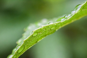 Plants fresh after the rain.