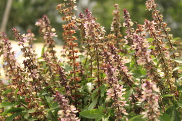 Cinnamon basil or Mexican spice basil(Ocimum basilicum) plants and flowers.