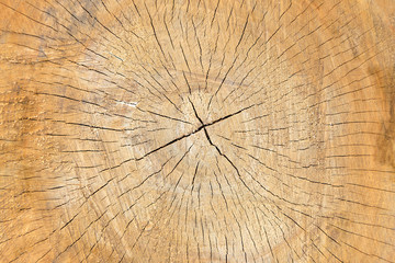 Wooden cut texture,background close-up