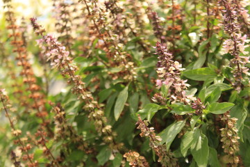 Basil flowers in garden. India