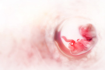 Fototapeta premium Human fetus on scientific background