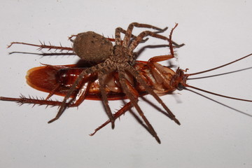 Spider eating its prey, white background.