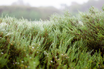 Plants fresh after the rain.