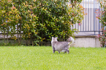 Obraz na płótnie Canvas Silver cat with long hair outdoor in a garden, siberian purebred kitten