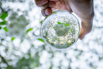 A hand holding a crystal ball for optical illusion. Known as an orbuculum, is a crystal or glass ball and common fortune telling object. Performance of clairvoyance and scrying