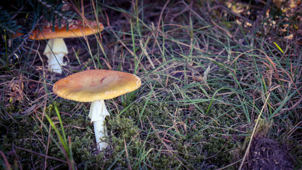 Mushrooms with brown caps hidden in forest grass