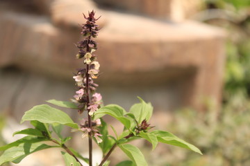 Cinnamon basil or Mexican spice basil(Ocimum basilicum) plants and flowers.
