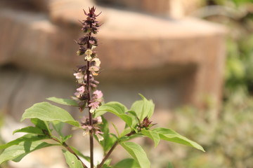 Cinnamon basil or Mexican spice basil(Ocimum basilicum) plants and flowers.