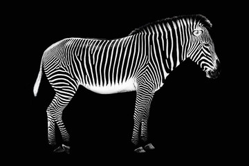 Fototapeta na wymiar Zebra on black background