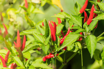 Take a close-up shot of red pepper